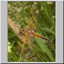 Libellula quadrimcatulata - Vierflecklibelle 08.jpg